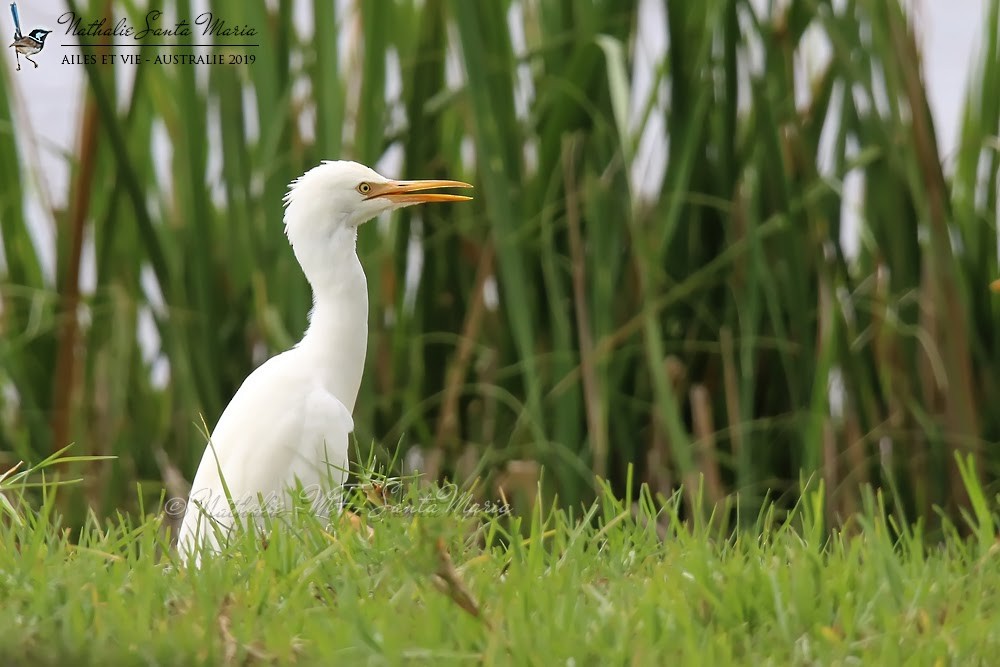 Eastern Cattle Egret - ML204917881