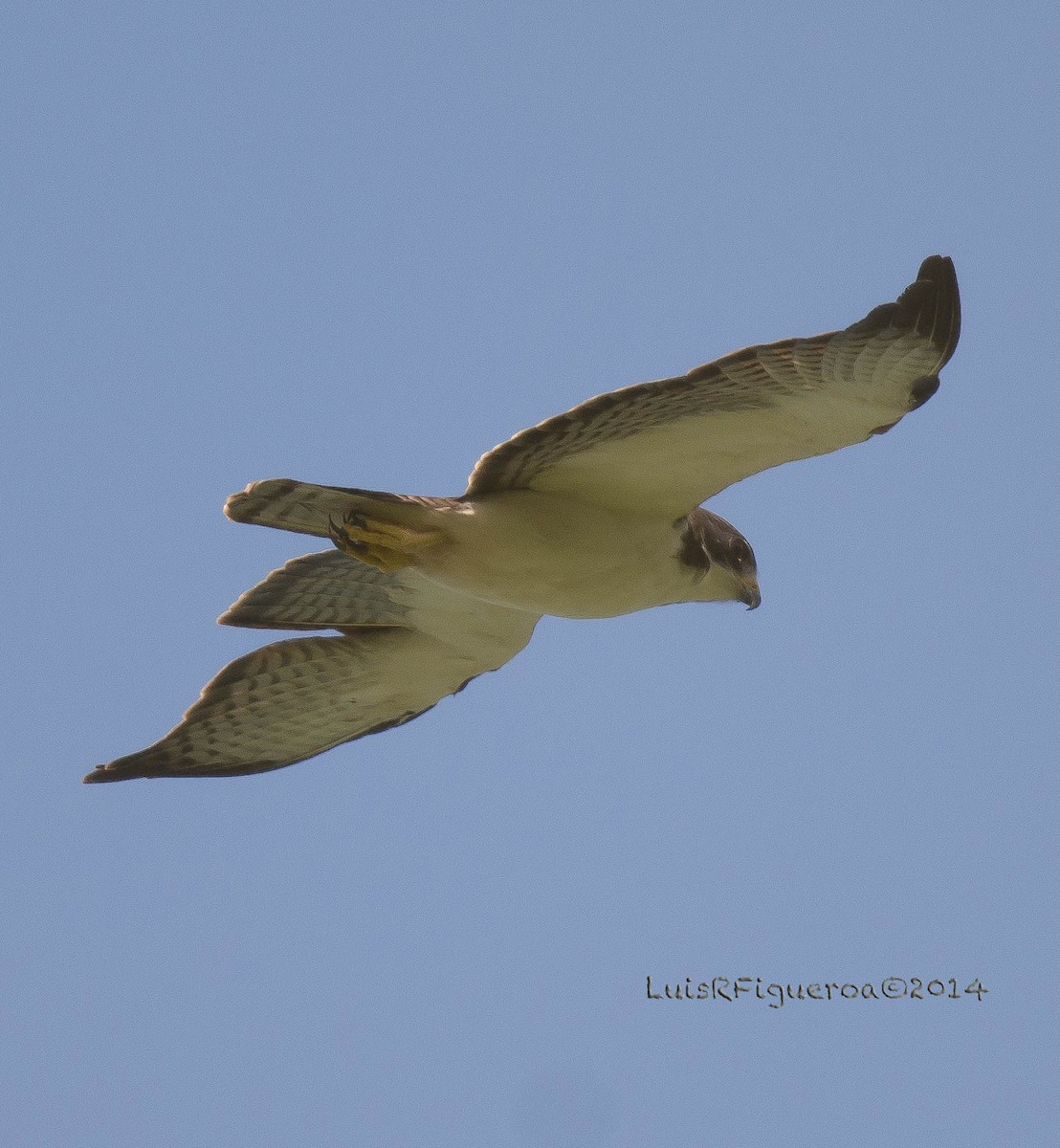 Short-tailed Hawk - Luis R Figueroa