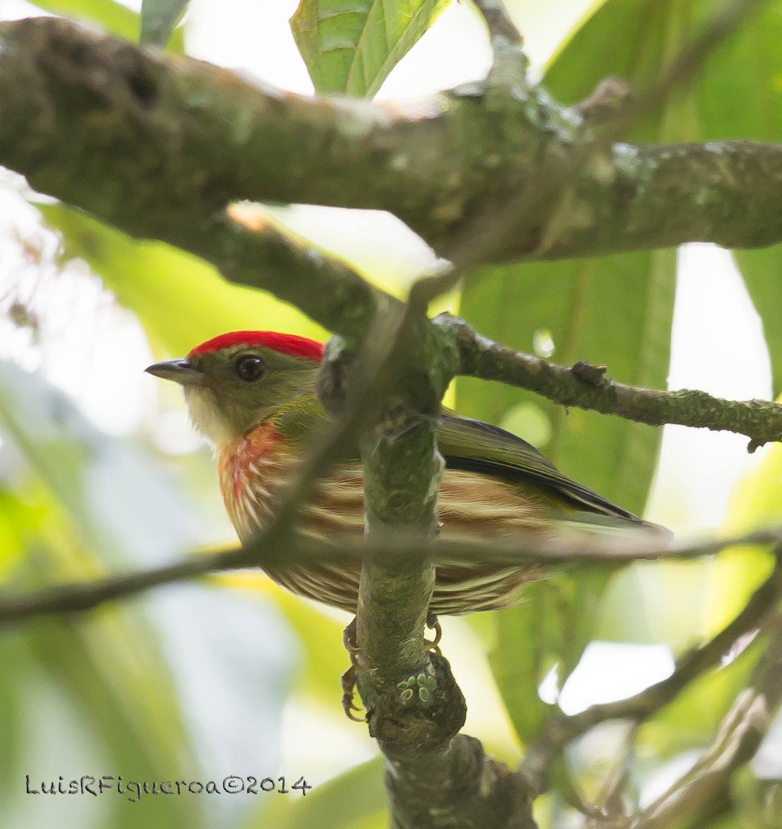 Striolated Manakin (Striolated) - ML204917961