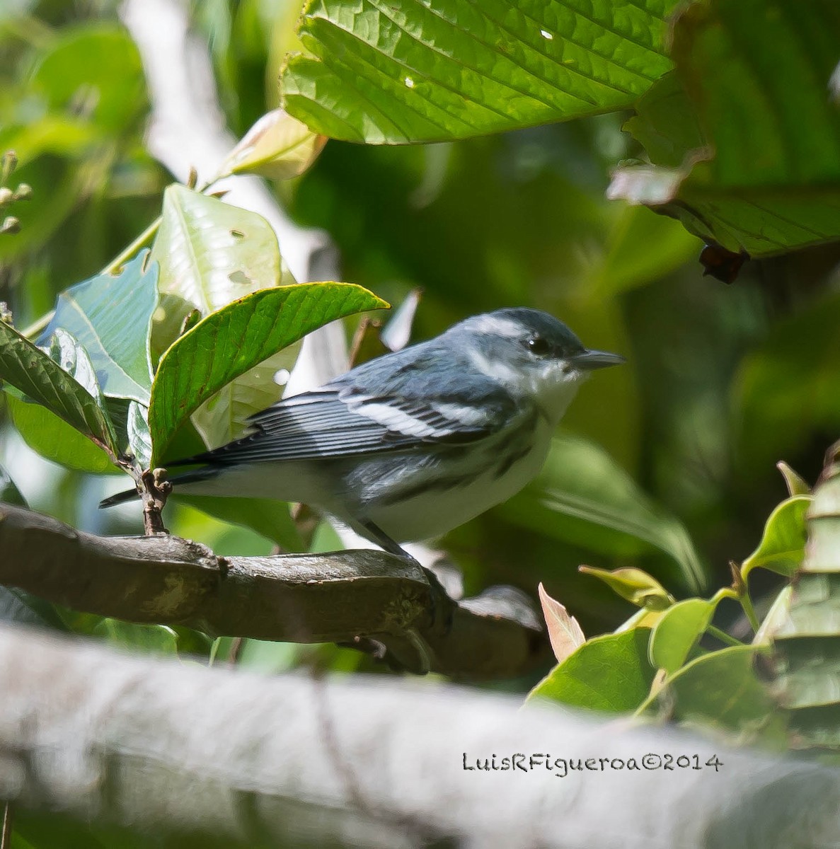 Cerulean Warbler - ML204918091