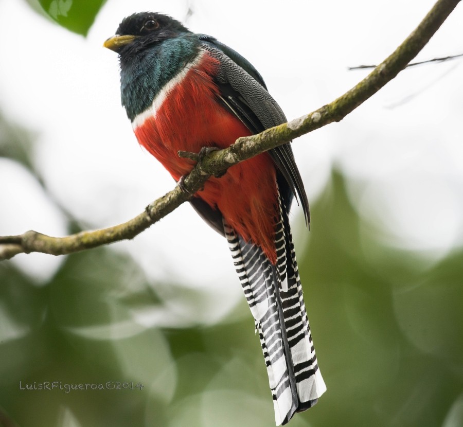 Collared Trogon - Luis R Figueroa