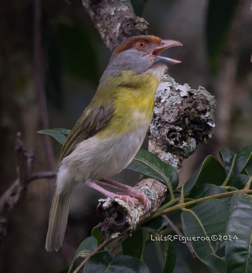 Rostbrauenvireo [gujanensis-Gruppe] - ML204918181