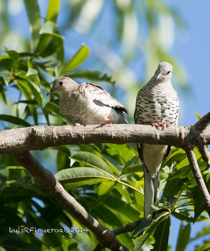 Scaled Dove - ML204918201