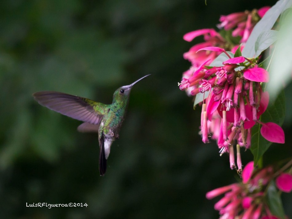 Blauschwanz-Buffonkolibri - ML204918221