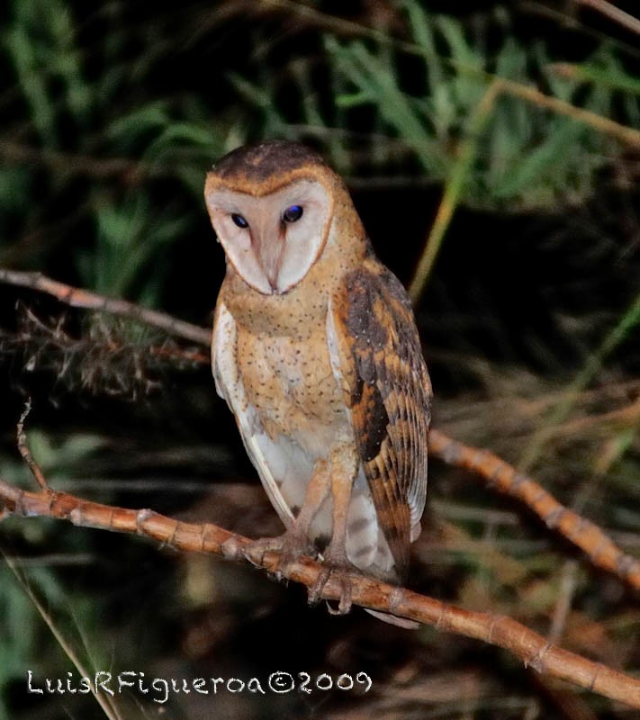 Barn Owl - Luis R Figueroa