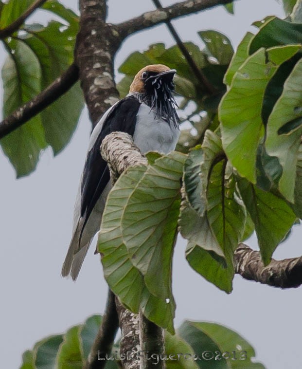 Bearded Bellbird - Luis R Figueroa