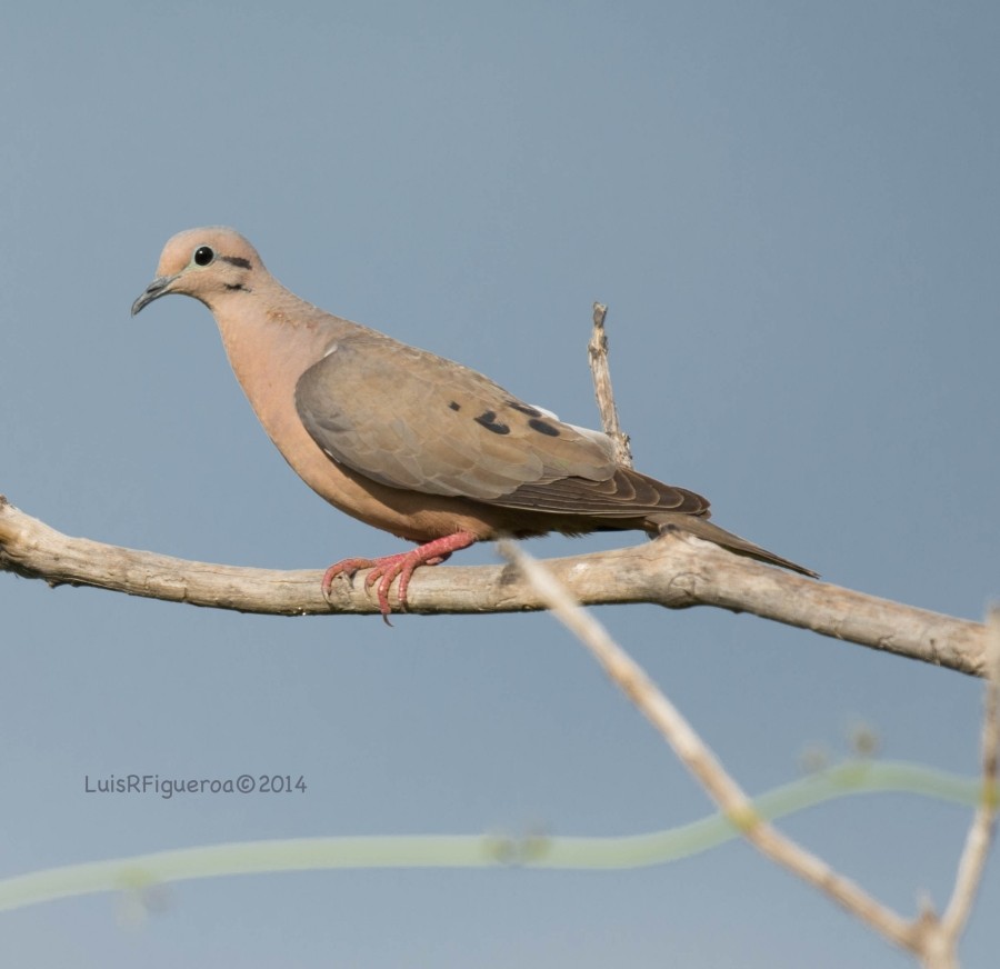 Eared Dove - ML204918421