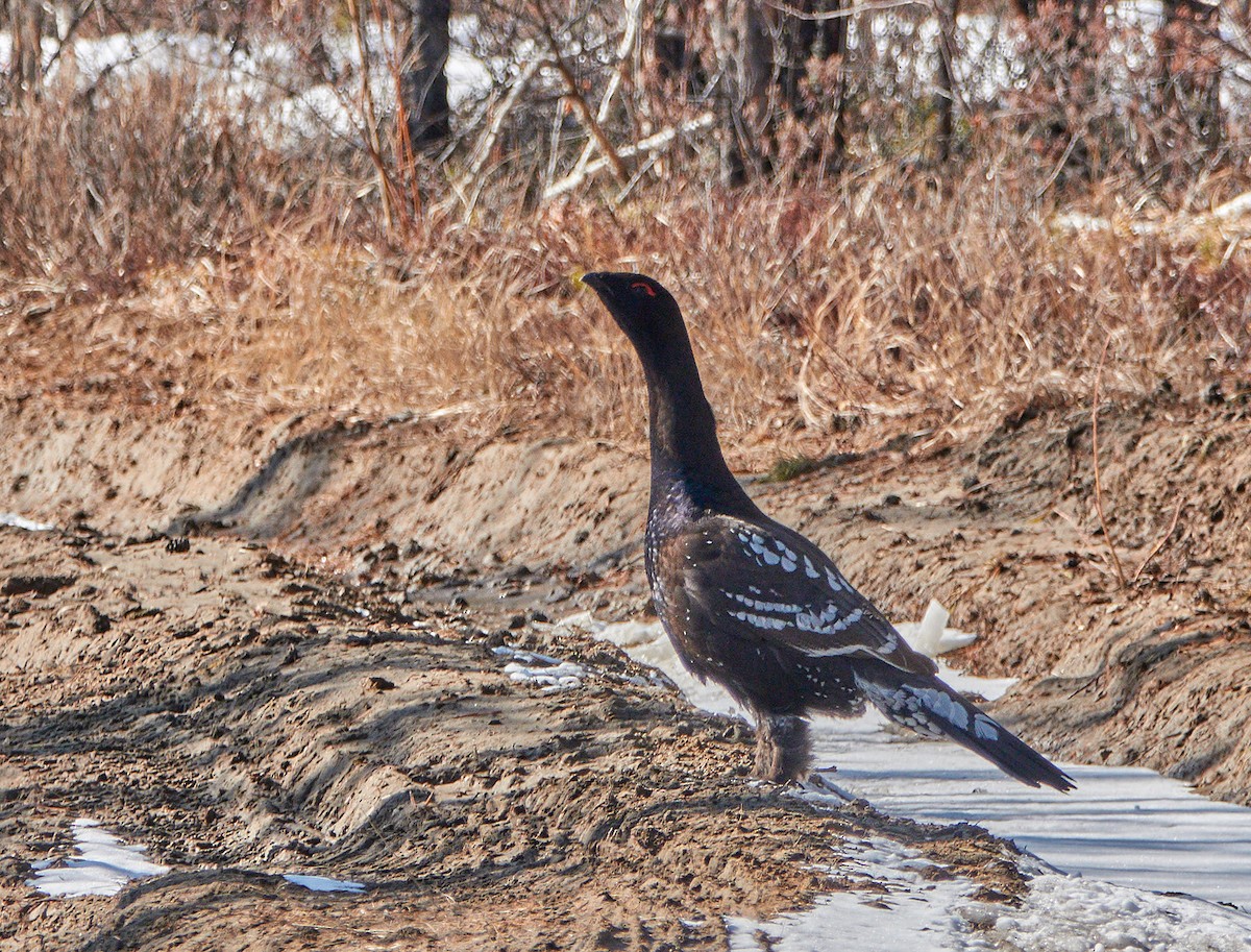 Black-billed Capercaillie - ML204918501