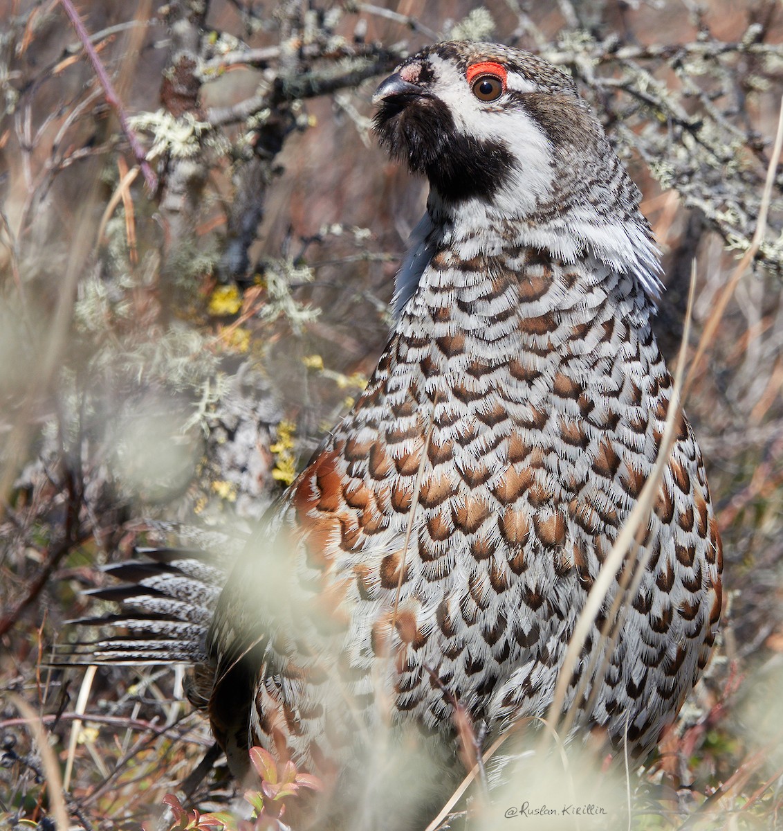 Шивэр хөтүү - ML204918511