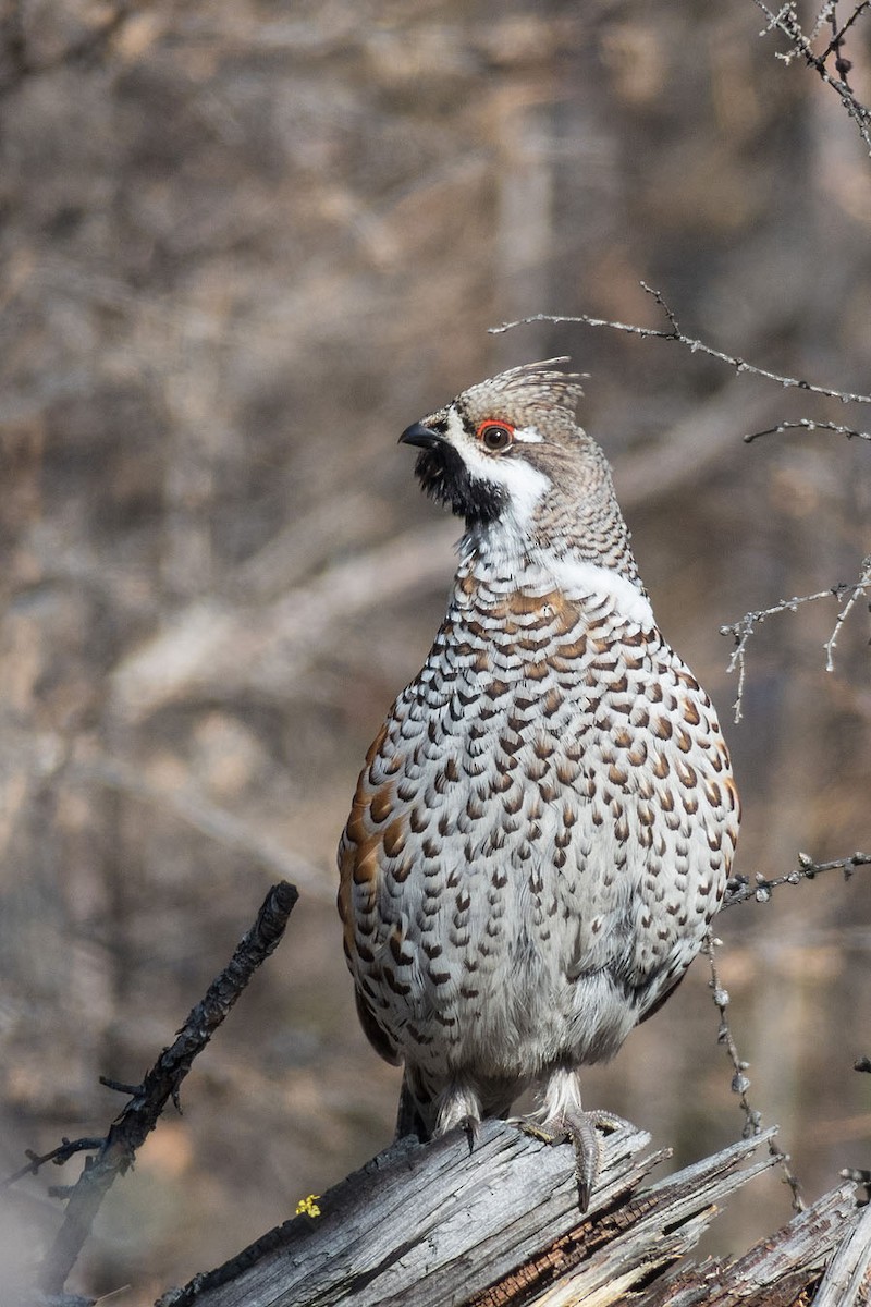 Hazel Grouse - ML204918521