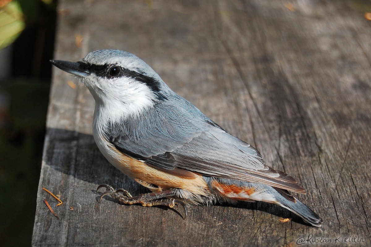 Eurasian Nuthatch (Buff-bellied) - ML204918531