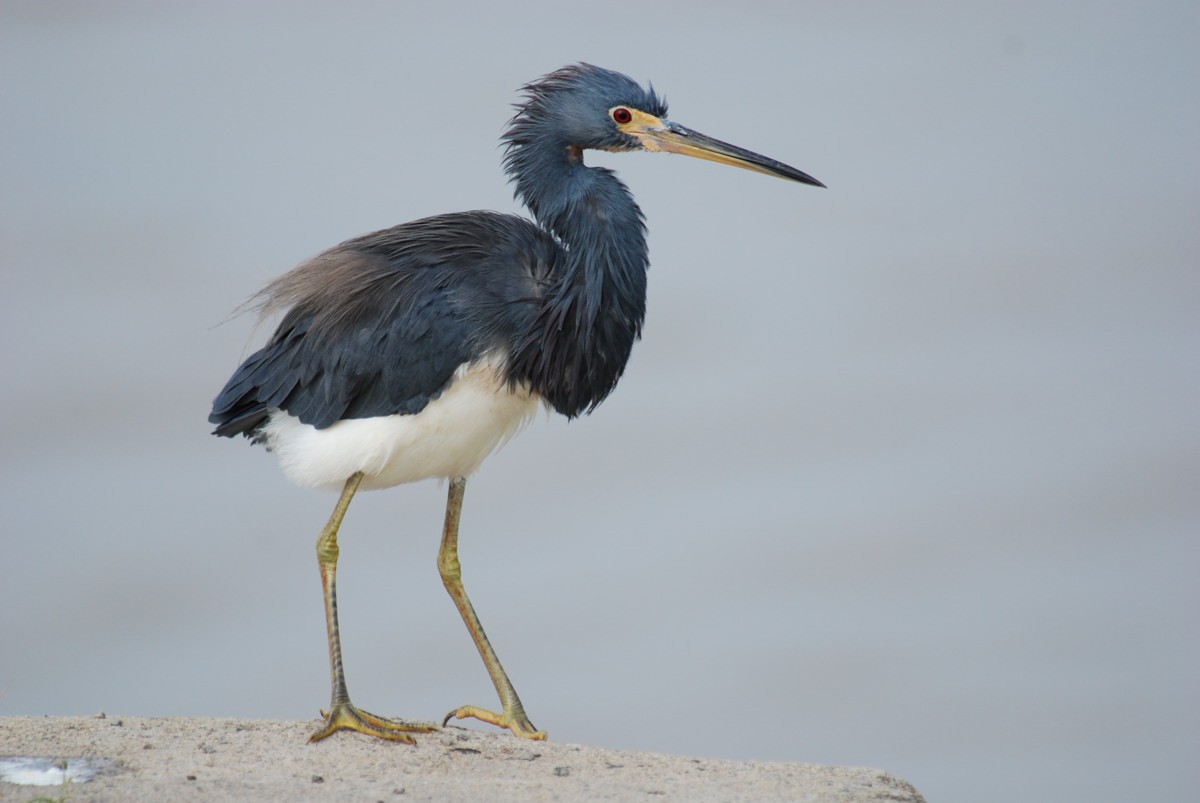 Tricolored Heron - Patrick Ingremeau