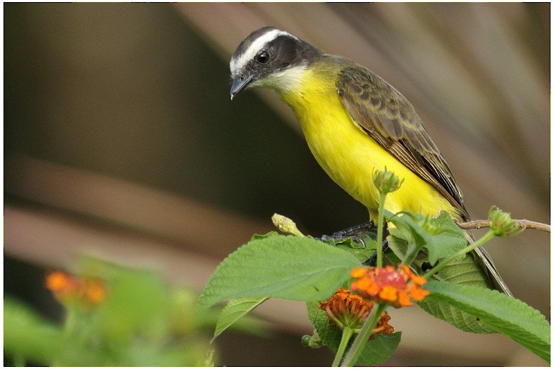 Rusty-margined Flycatcher - ML204918721