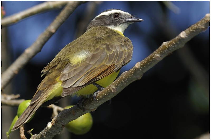 Rusty-margined Flycatcher - ML204918731