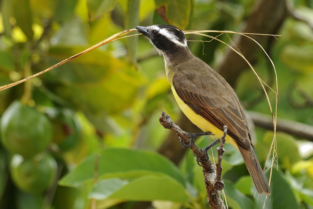 Great Kiskadee - ML204918871