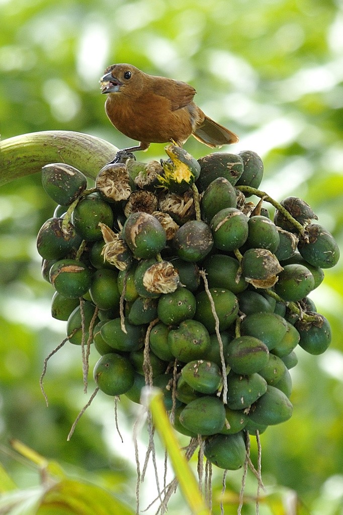 White-lined Tanager - ML204918891
