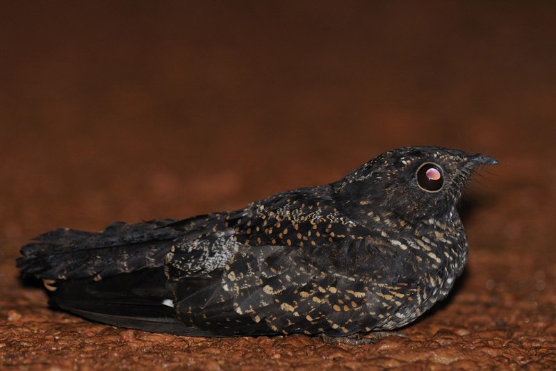 Blackish Nightjar - ML204918911