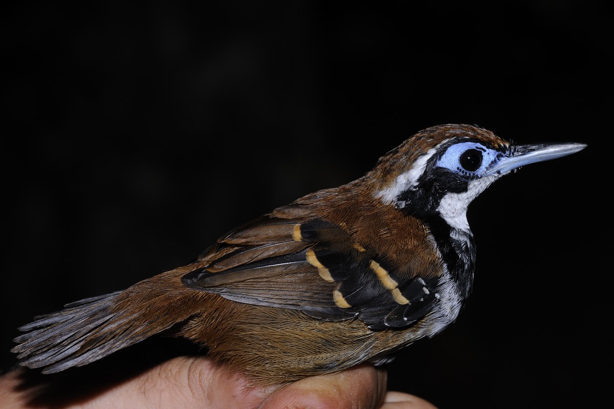 Ferruginous-backed Antbird - ML204918951