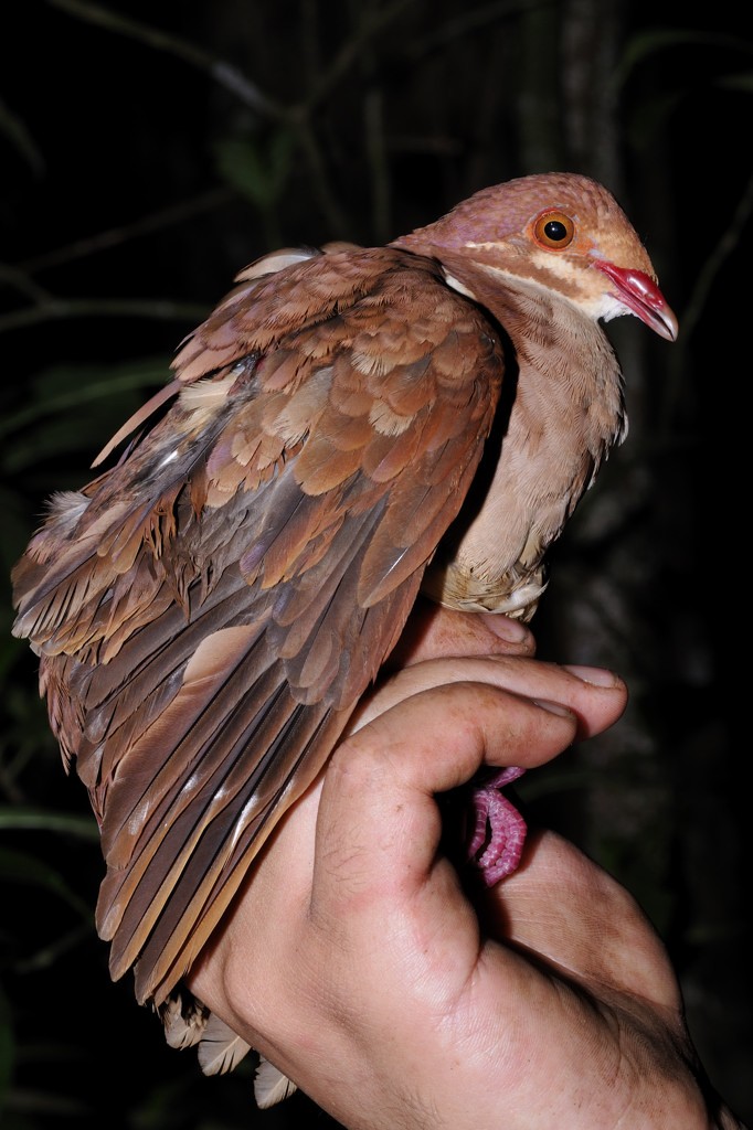 Ruddy Quail-Dove (Ruddy) - Patrick Ingremeau