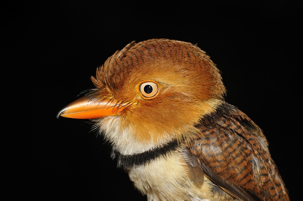 Collared Puffbird - ML204919041