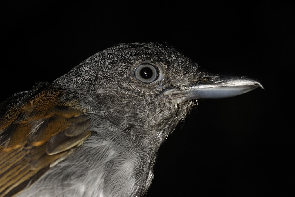 Mouse-colored Antshrike - ML204919051