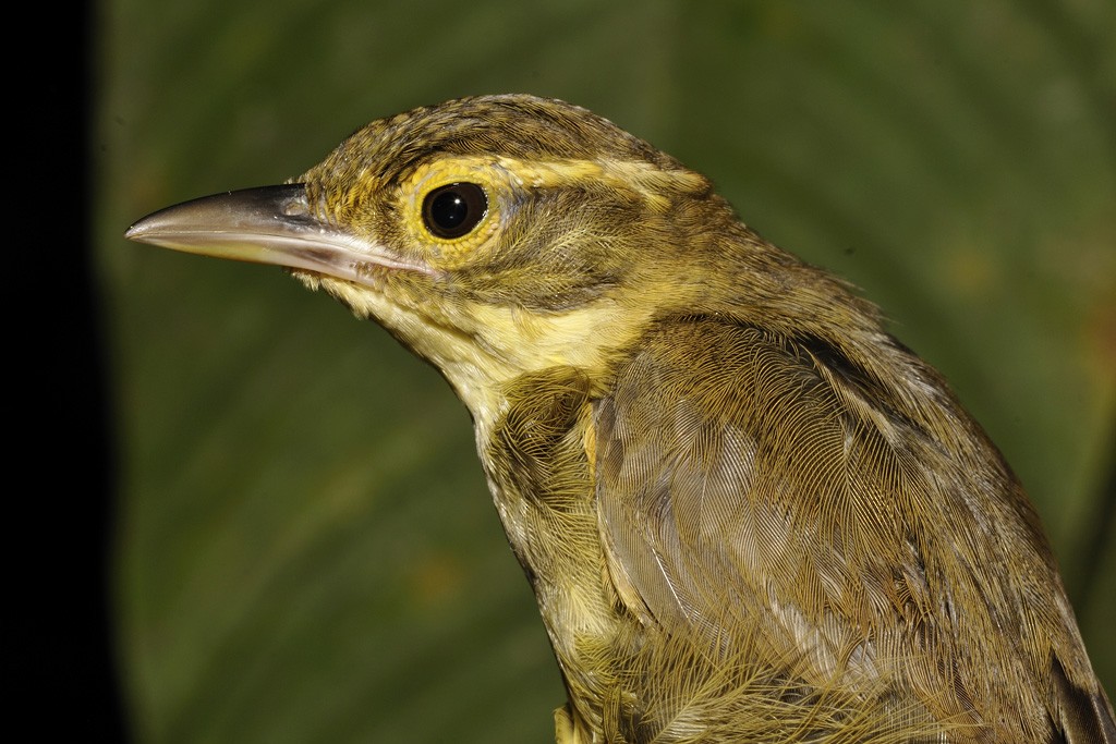 Ochre-throated Foliage-gleaner (turdinus) - ML204919101