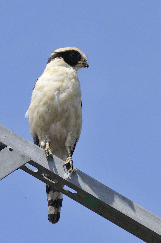 Laughing Falcon - ML204919181