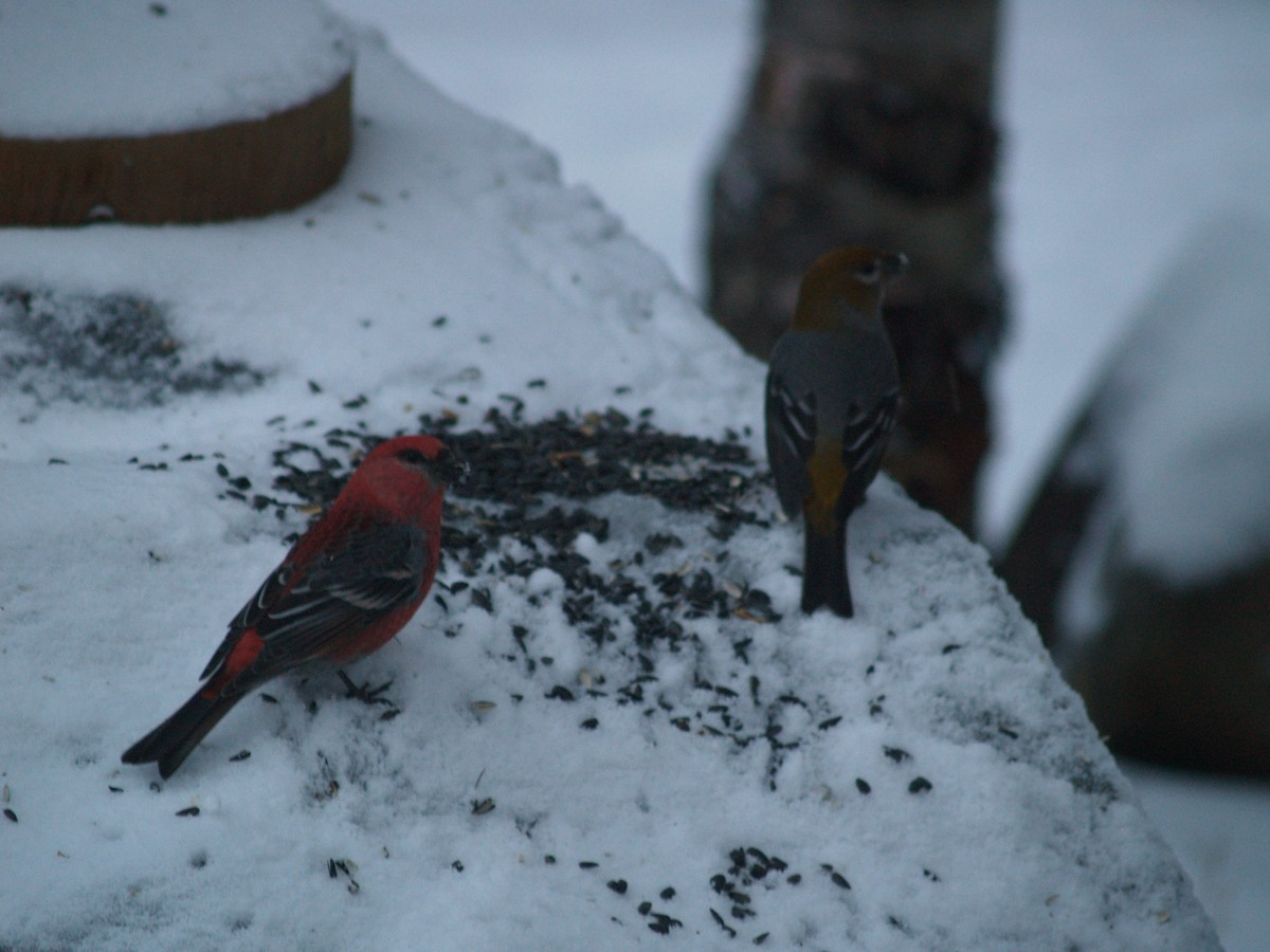 Pine Grosbeak - ML204919201