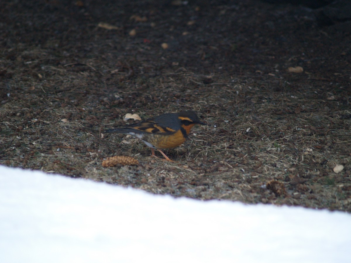 Varied Thrush - Jonah Lindquist