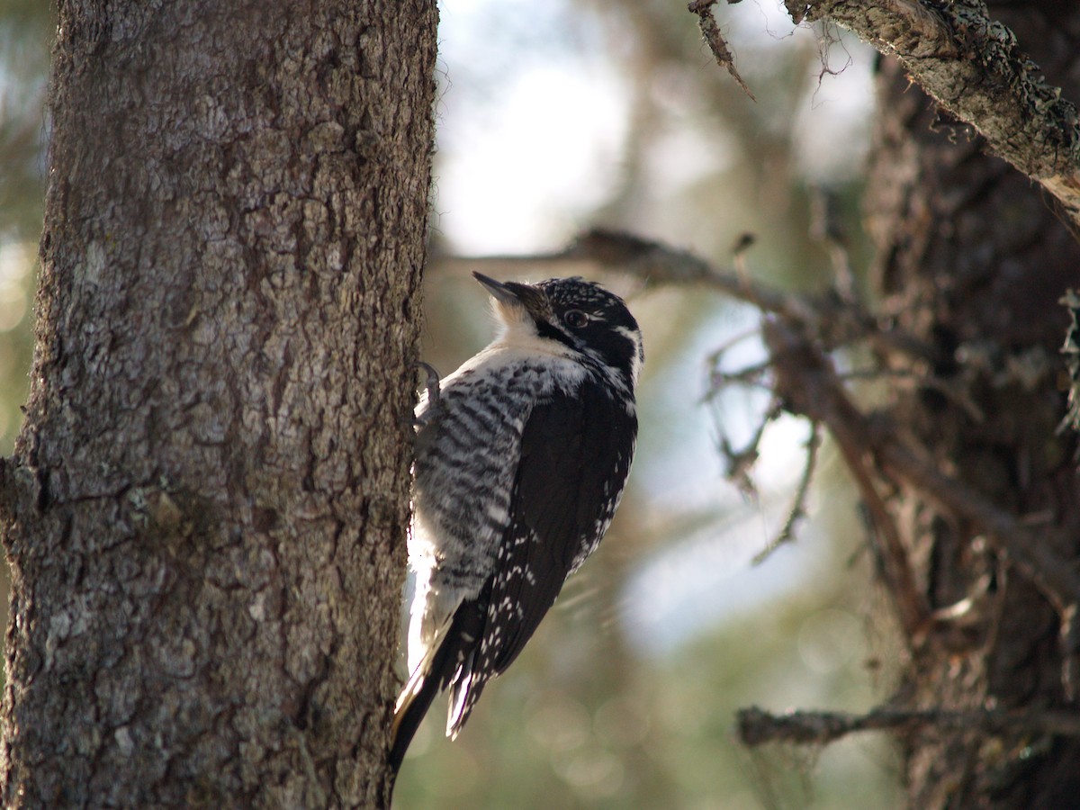 American Three-toed Woodpecker (Rocky Mts.) - ML204919281