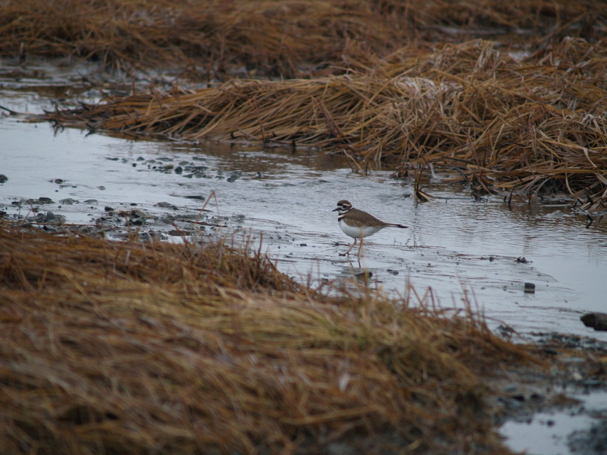 Killdeer - ML204919291