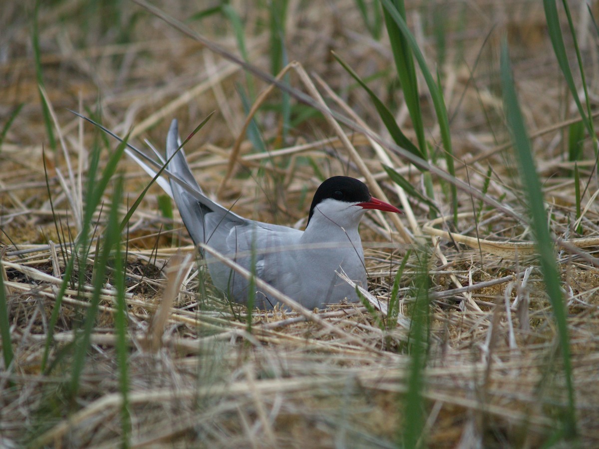 Arctic Tern - ML204919341