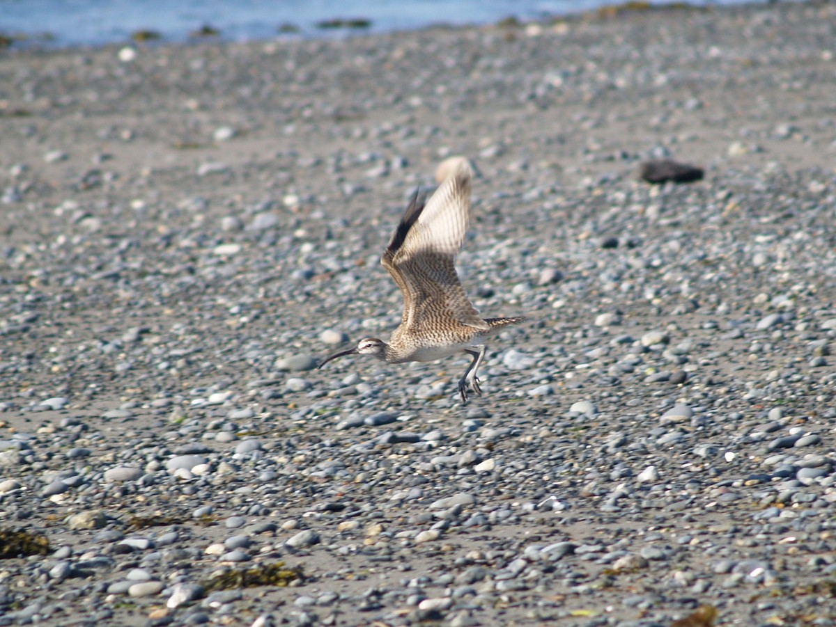 Regenbrachvogel - ML204919371