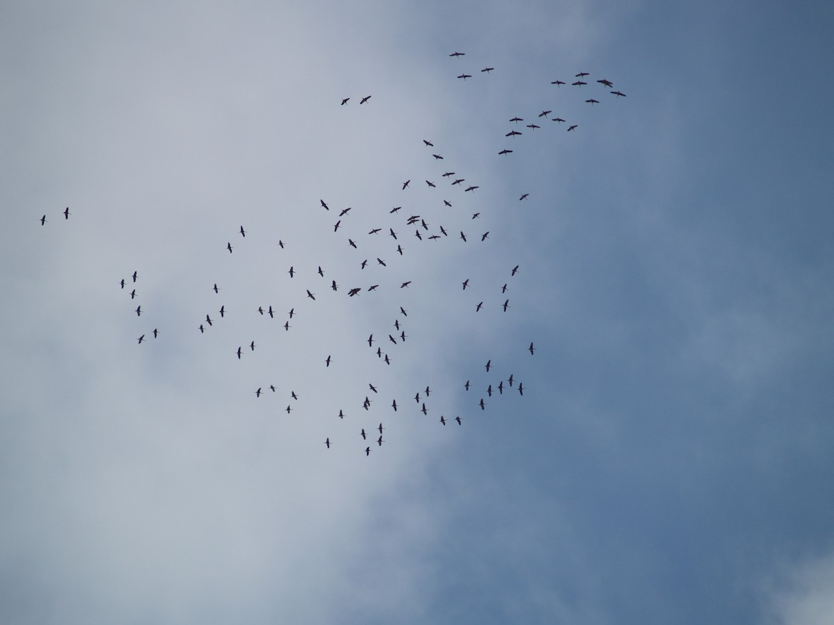 Sandhill Crane - ML204919391