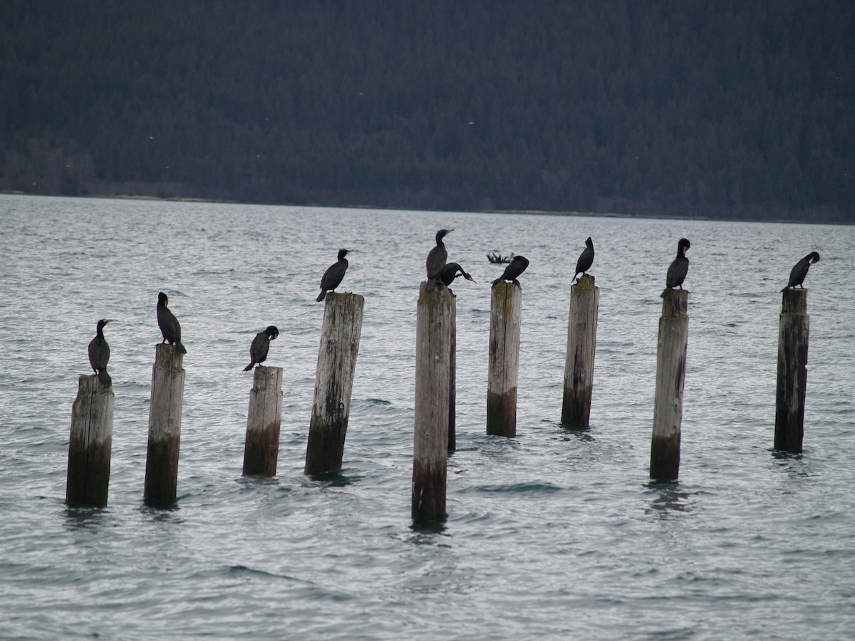 Double-crested Cormorant - ML204919401