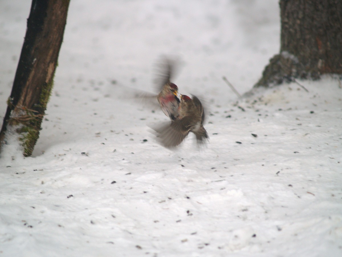 Common/Hoary Redpoll - ML204919411