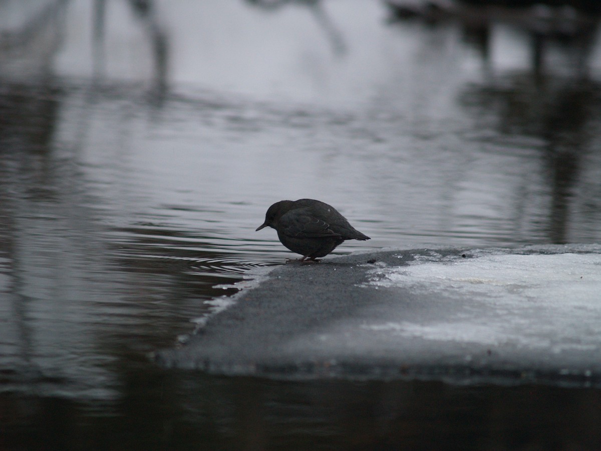 American Dipper - ML204919421