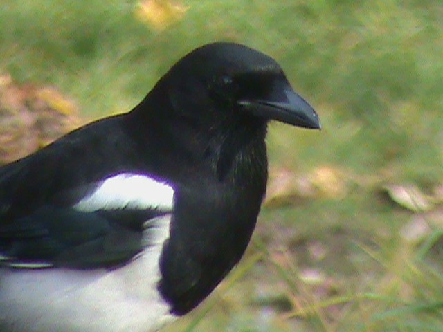 Black-billed Magpie - ML204919431