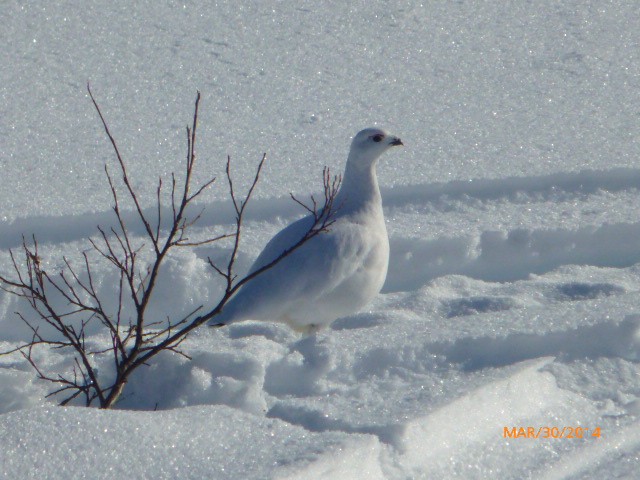 Moorschneehuhn - ML204919451