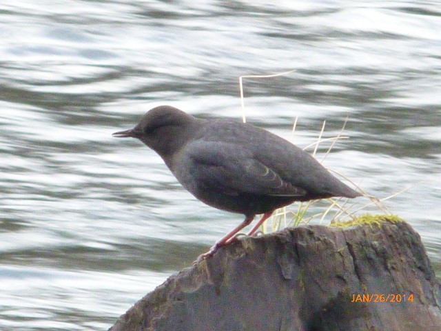 American Dipper - ML204919461