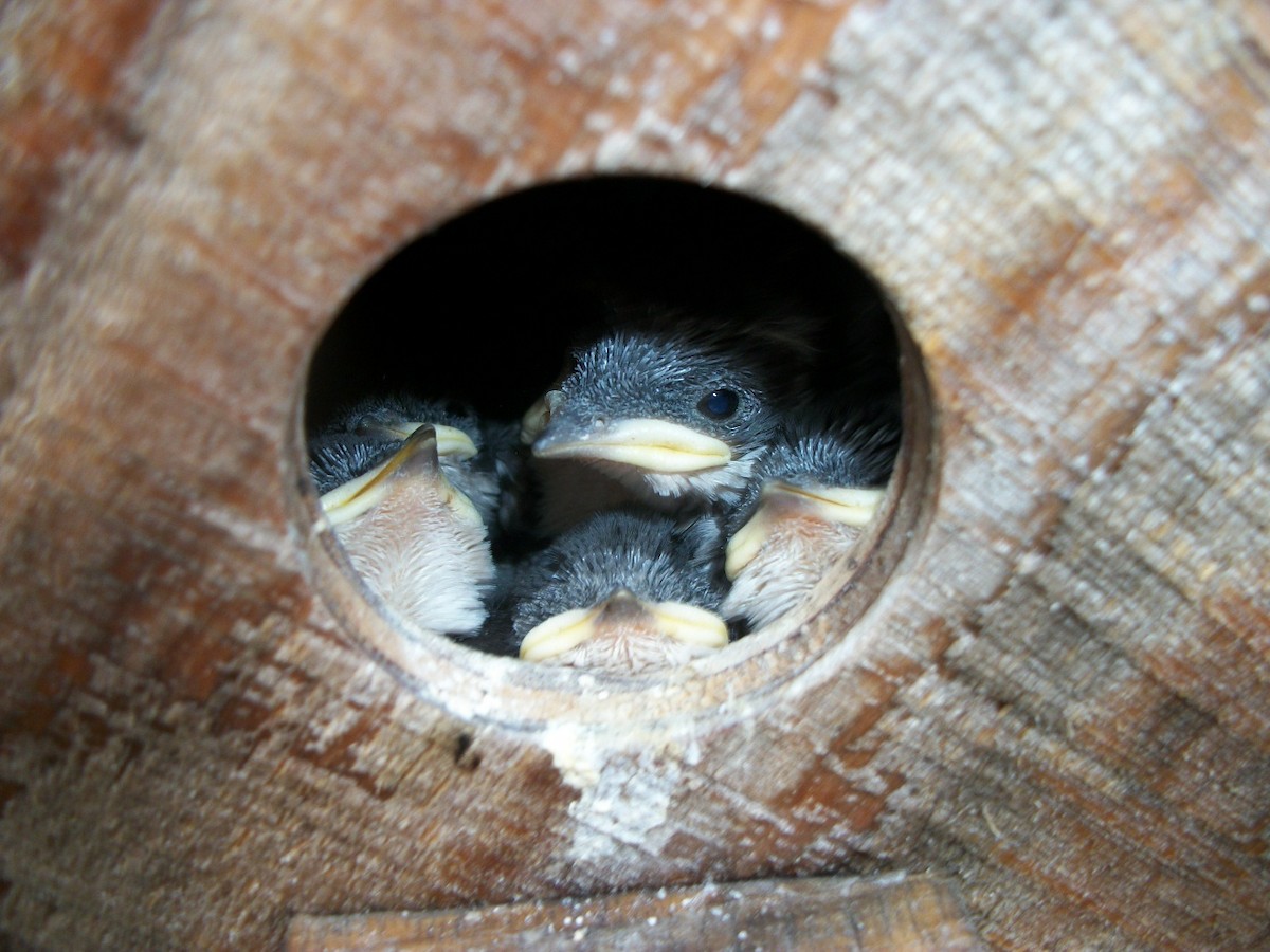 Golondrina Verdemar - ML204919491