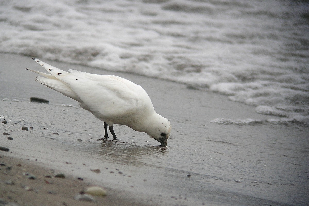 Ivory Gull - ML20491951