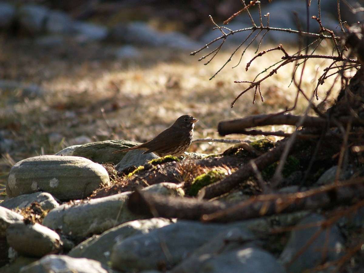 Fox Sparrow (Sooty) - ML204919561