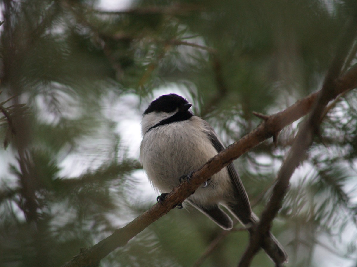 Black-capped Chickadee - ML204919571