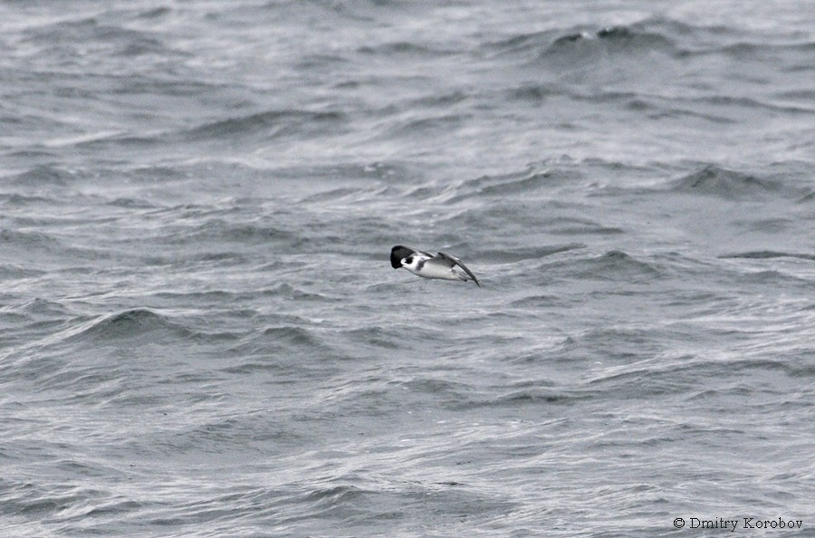 Petrel Cuelliblanco - ML204919581