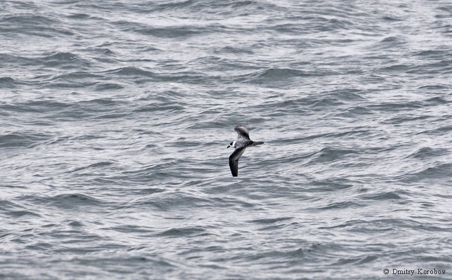 White-necked Petrel - ML204919591