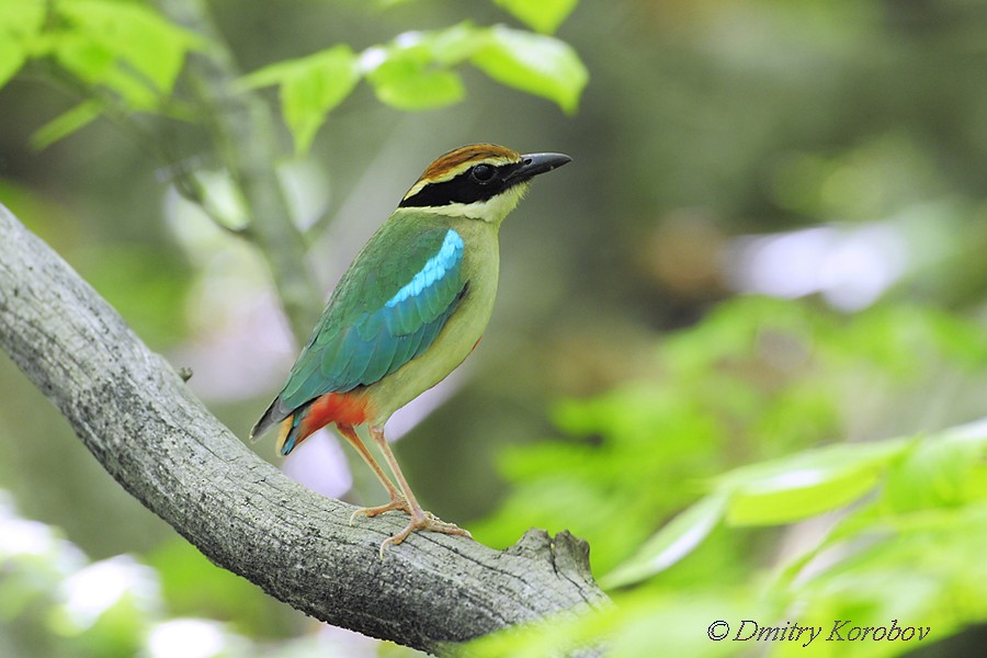 Fairy Pitta - Dmitry Korobov