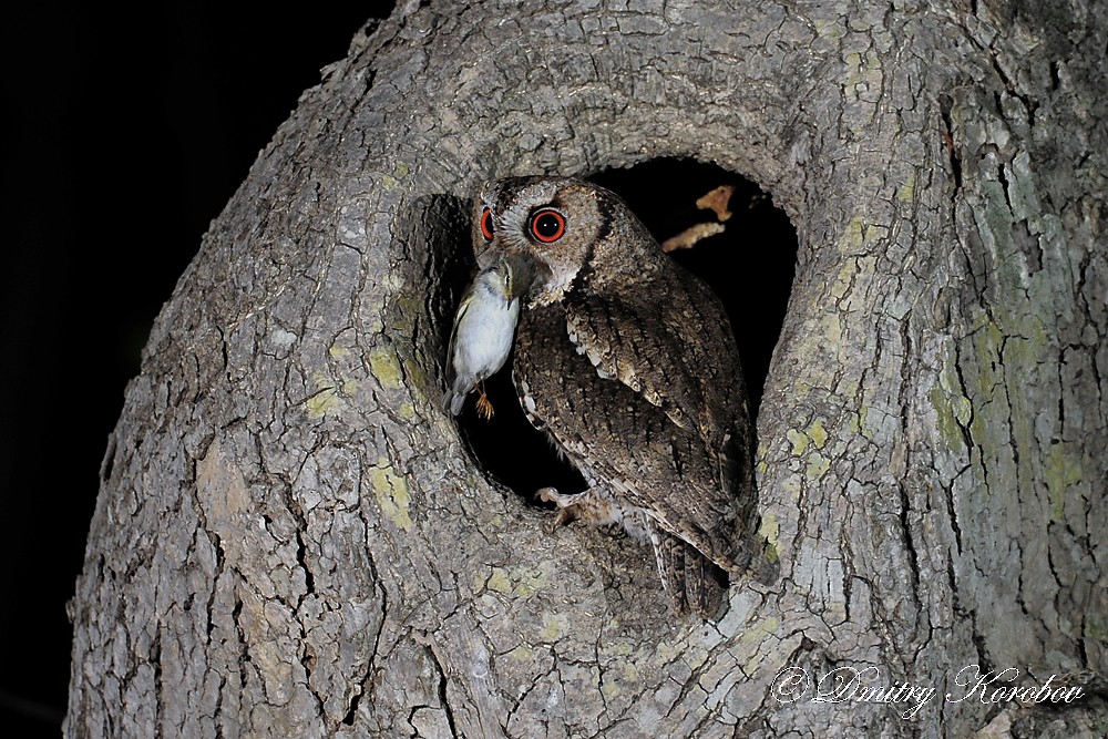Japanese Scops-Owl - ML204919621