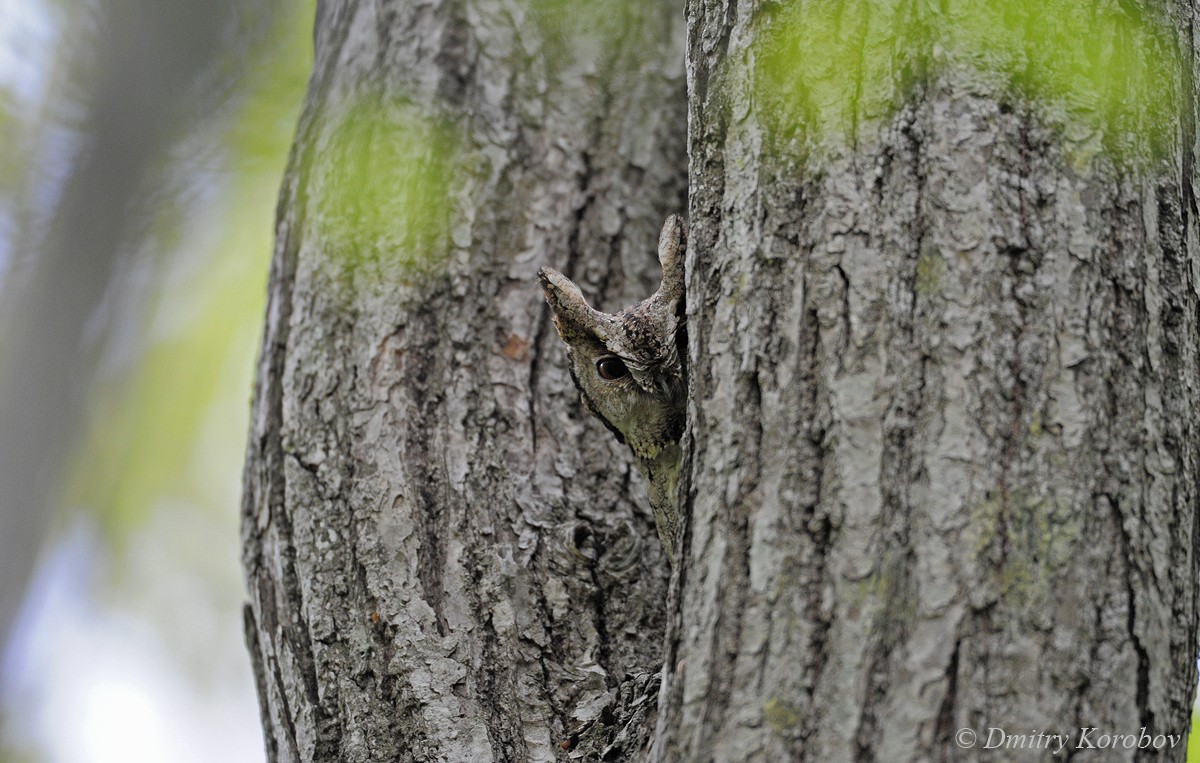 Japanese Scops-Owl - ML204919641