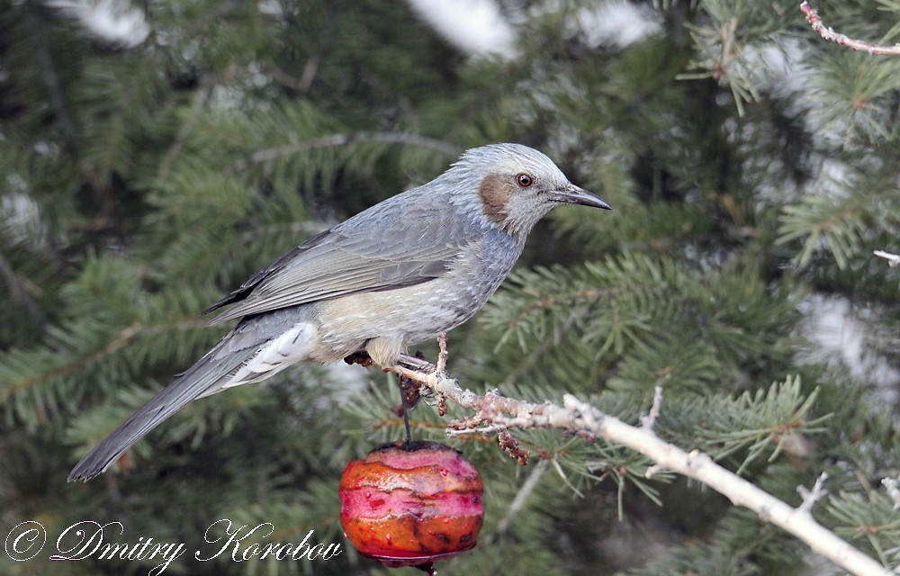 Brown-eared Bulbul - ML204919651